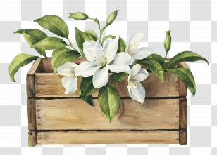 Magnolia Flowers - Wooden Box With White Flowers Transparent PNG