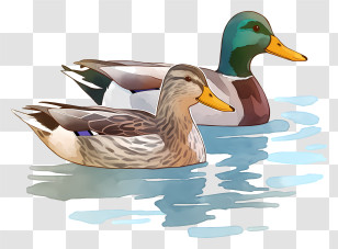 Watercolor Mallard Ducks - Pair Of Ducks Swimming Transparent PNG