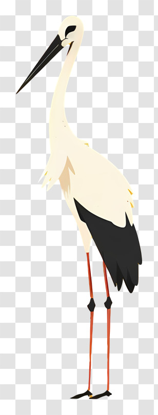 White Stork - Elegant Stork Illustration Transparent PNG