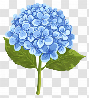 Hydrangea Flower - Beautiful Blue Hydrangea Flowers In Bloom Transparent PNG