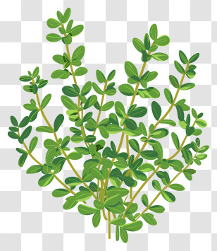 Thyme - Cluster Of Green Herbs Illustration Transparent PNG