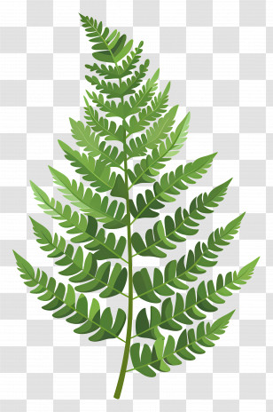 Fern Leaf - Bright Green Fern Leaf Illustration Transparent PNG