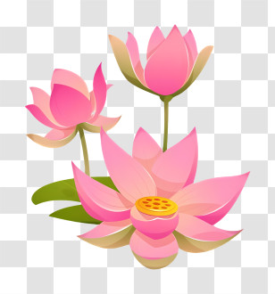 Bodhi Day - Pink Lotus Flowers In Bloom Transparent PNG
