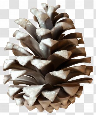 Stone Pine Conifer Cone Clip Art Transparent PNG