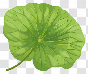 Lotus Leaf - Botanical Illustration Of Green Lotus Leaf Transparent PNG