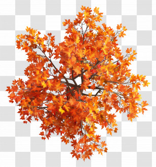 Maple Tree Top View - Autumn Tree With Orange Leaves Transparent PNG