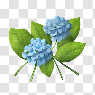 Hydrangea Flower - Charming Blue Hydrangea Flower Cluster Transparent PNG