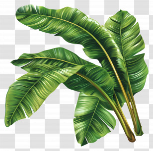 Banana Leaves - Tropical Banana Leaves Transparent PNG