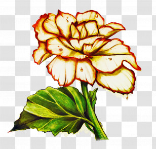 Floral Design Transparent PNG