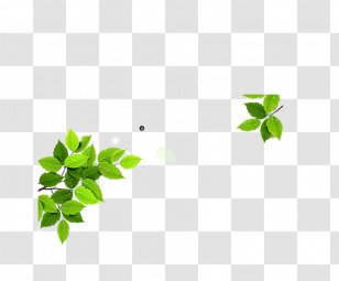 Leaf Euclidean Vector Icon - Ecco Transparent PNG