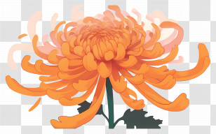 Yellow Chrysanthemum - Vibrant Orange Chrysanthemum Transparent PNG