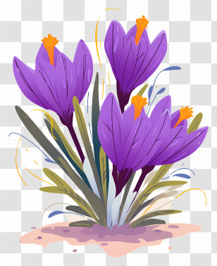 Saffron Crocus - Purple Flowers In Bloom Transparent PNG