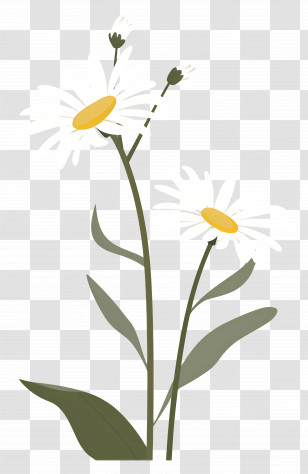 Flowers Daisy - Charming Daisy Flowers Artwork Transparent PNG