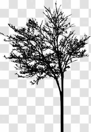 South Korea User Earring Austral Pacific Energy () Limited - Leaf - Dried Tree Transparent PNG