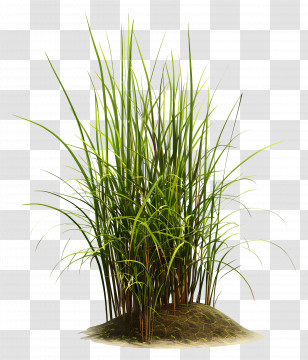 Grass Plant - Lush Green Grass Transparent PNG