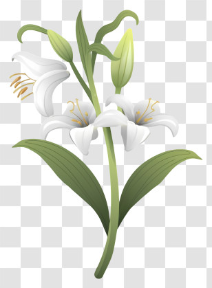 White Lily Flower - Elegant White Lily Flowers With Green Stems Transparent PNG