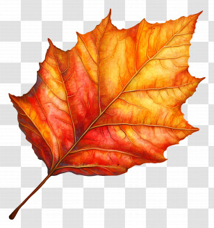 September Equinox - Orange Maple Leaf Illustration Transparent PNG