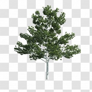 Populus Alba Tree Desktop Wallpaper Texture Mapping - Trunk Transparent PNG