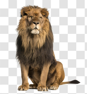 Lion Logo - Sitting Majestic Lion Illustration Transparent PNG