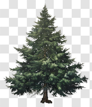 Fir Tree - Evergreen Tree With Dense Green Foliage Transparent PNG
