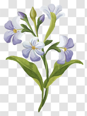 Flower - Delicate Lavender Branch Illustration In Soft Colors Transparent PNG