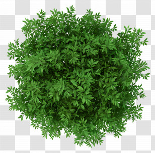 Neem Tree Top View - Green Plant Top View Transparent PNG