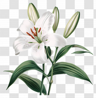 Flower Vintage - White Lily Flower Illustration Transparent PNG