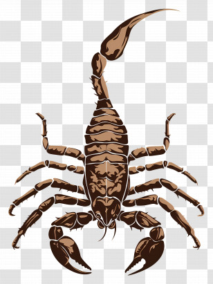 Scorpion Tattoo - Brown Scorpion Illustration Transparent PNG