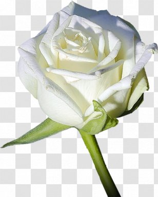 Garden Roses Flower Light White - Red Transparent PNG