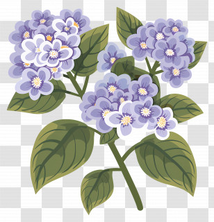 Hydrangea Flowers - Purple Lilac Flower Bouquet Illustration Transparent PNG