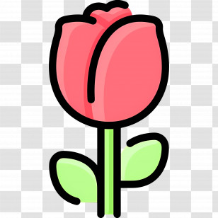Rose Flower - Red Tulip Flower Illustration Transparent PNG