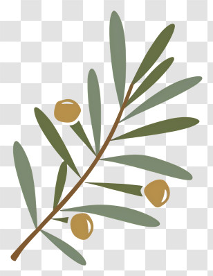 Tree - Olive Branch With Olives Transparent PNG