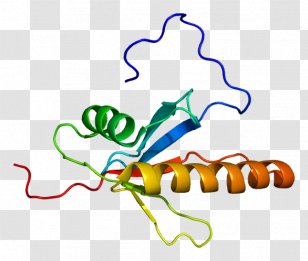 MAP2K5 Protein MAP3K2 Kinase SH2D2A - Map2k1 - Beak Transparent PNG