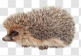 World Cartoon - Snout - New Porcupine Erinaceidae Transparent PNG