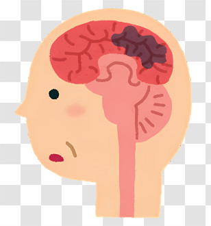 Icon - Illustration Of Human Brain Anatomy Transparent PNG