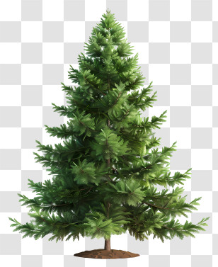 Fir Tree - Realistic Green Pine Tree Illustration Transparent PNG