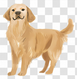 Dog Golden Retriever - Golden Retriever Dog Illustration Transparent PNG