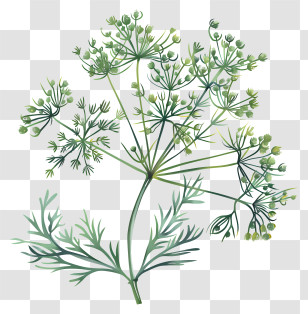 Dill Herb - Coriander Herb Illustration With Leaves And Seeds Transparent PNG