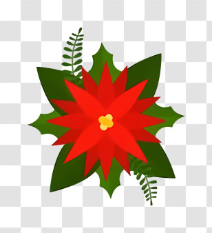 Red Poinsettia Flower - Red Poinsettia With Green Leaves Illustration Transparent PNG