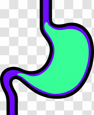 Stomach - Stomach Diagram Illustration Transparent PNG