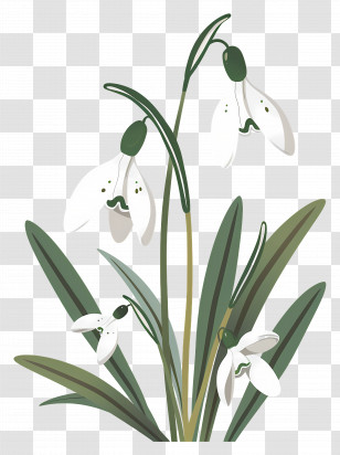 Snowdrops - Simple Snowdrop Botanical Line Art Transparent PNG