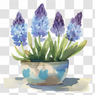 Watercolor Hyacinths - Potted Blue And Purple Flowers Transparent PNG