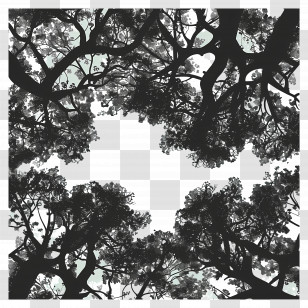 Forest Canopy - Tree Canopy Silhouette Transparent PNG