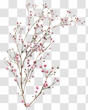 Pink Flowers - Delicate Pink Flower Branch With Blossoms Transparent PNG