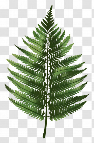 Fern Leaf - Detailed Green Fern Leaf Illustration Transparent PNG