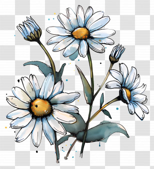 Daisies Flowers - White Daisies In Watercolor Style Transparent PNG