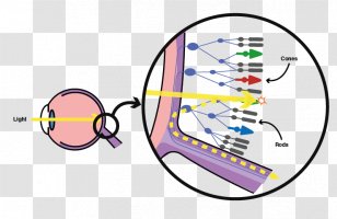 Primary Color Light Electromagnetic Radiation Green - Vision Rods Cones Transparent PNG