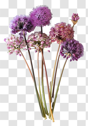 Allium Giganteum Flowers - Purple And Pink Allium Flowers Illustration Transparent PNG