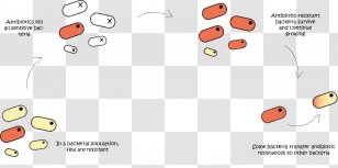 Bacteria Antimicrobial Resistance Infection Antibiotics Pneumonia - Heart - Reproduction Transparent PNG