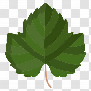 Grape Leaves - Green Vine Leaf Icon Transparent PNG